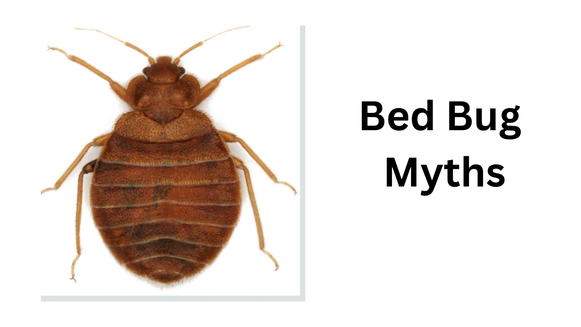 The History Of Bed Bugs And How To Fight Them - Bed Bugs Hub