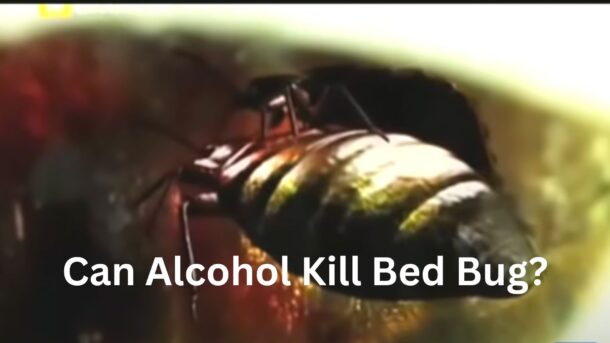Can-Alcohol-Kill-Bed-Bugs