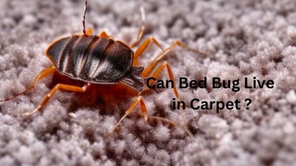 Can-Bed-Bug-Live-In-Carpet