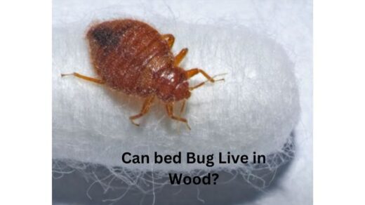 Can-Bed-Bug-Live-In-Wood