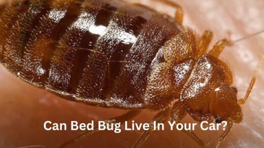 Can-Bed-Bug-Live-In-Your-Car