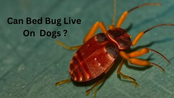 Can-Bed-Bug-Live-On-Dogs
