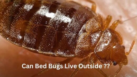 Can-Bed-Bug-Live-Ouside