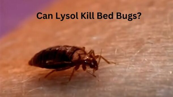 Can-Lysol-Kill-Bed-Bugs