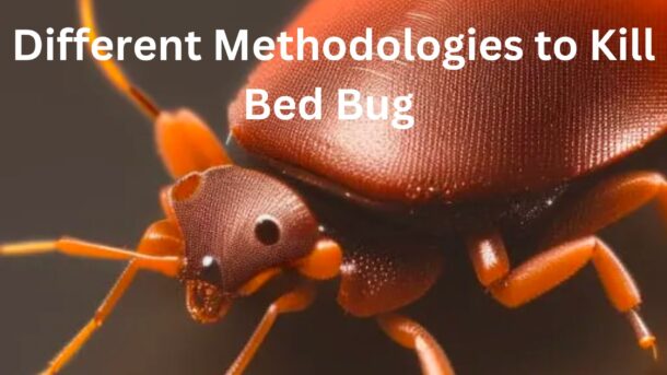 Different-Methodologies-to-Kill-Bed-Bug