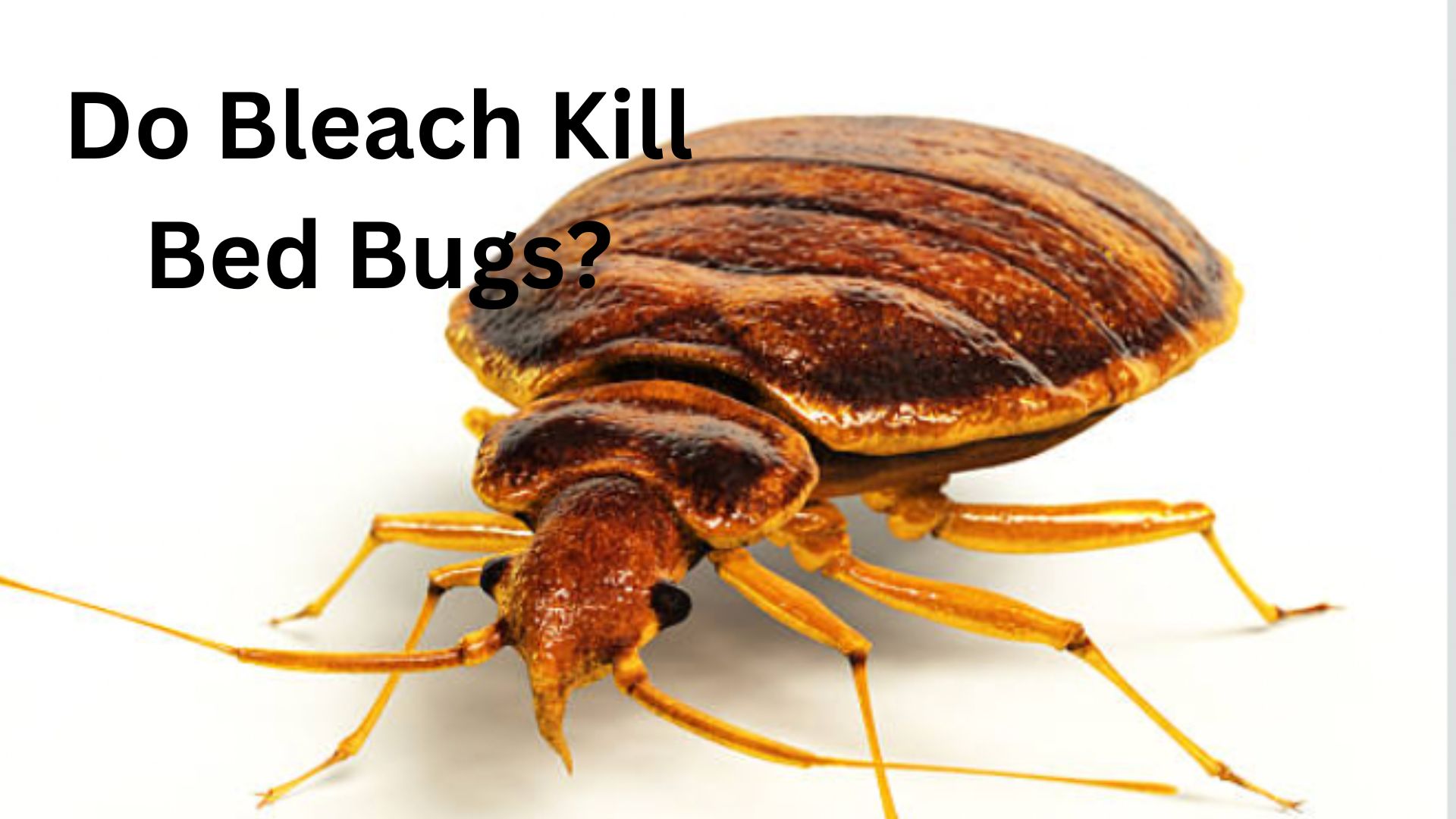 Do Bleach Kill Bed Bugs? Bed Bugs Hub