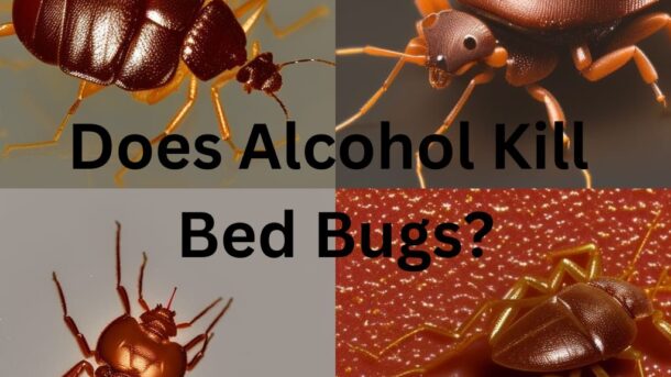 Does-Alcohol-Kill-Bed-Bugs