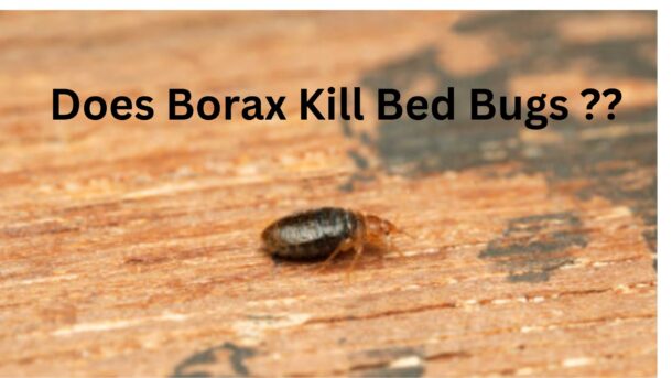 Does-Borax-Kill-Bed-Bugs