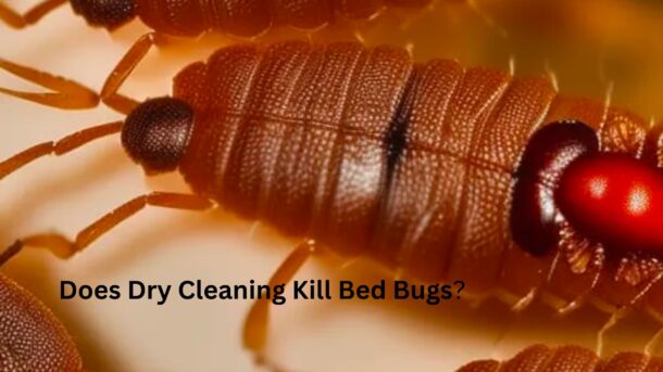 Does-Dry-Cleaning-Kill-Bed-Bugs