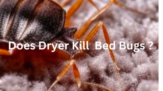 Does-Dryer-Kill-Bed-Bugs