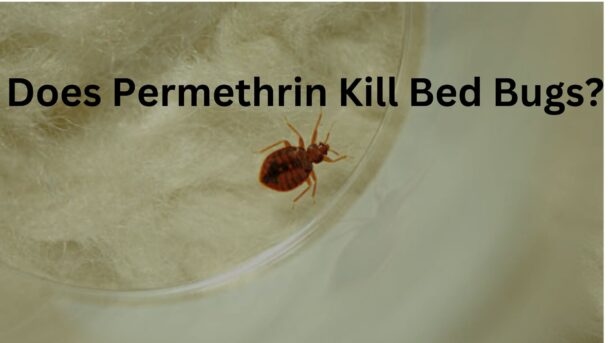 Does-Permethrin-kill-Bed-Bugs