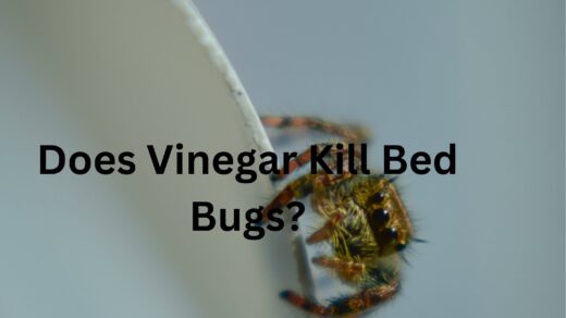 Does-Vinegar-Kill-Bed-Bugs