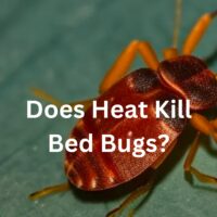 Does-heat-Kill-Bed-Bugs