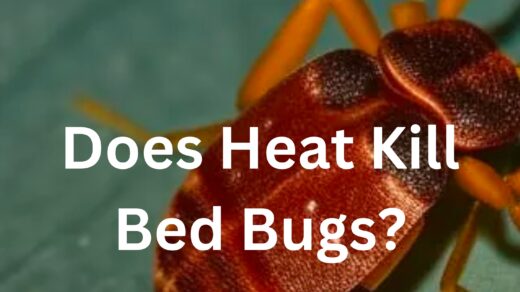 Does Heat Kill Bed Bugs 520x292 
