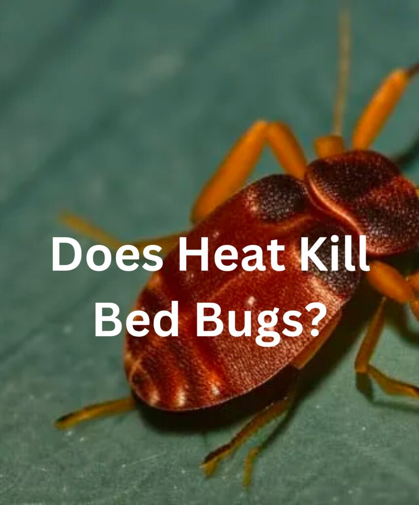 Does Heat Kill Bed Bugs 850x1024 