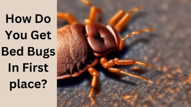 How-Do-You-Get-Bed-Bugs-In-First-place