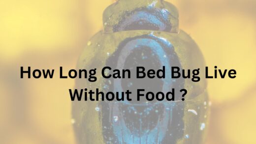 How-Long-Can-Bed-Bug-Live-Without-Food