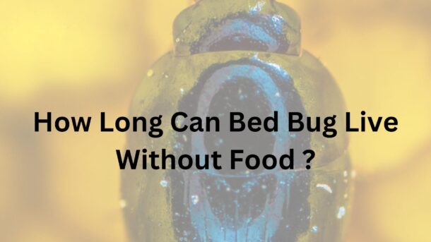 How-Long-Can-Bed-Bug-Live-Without-Food