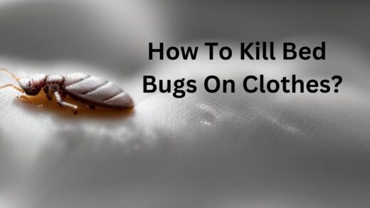 How-To-Kill-Bed-Bugs-On-Clothes