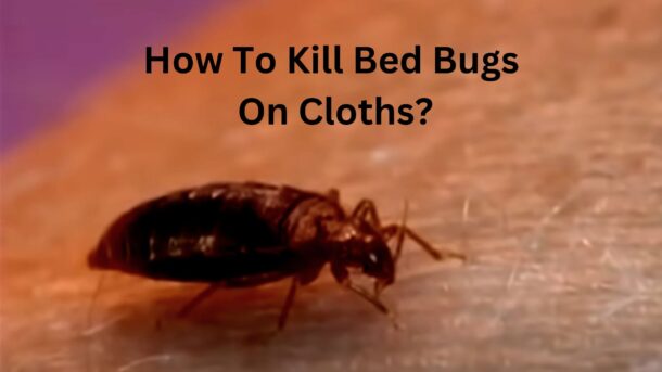 How-to-Kill-Bed-Bugs-On-Cloths