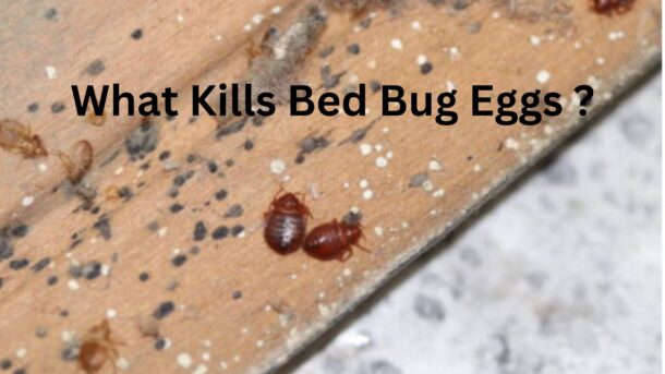 What-Kills-Bed-Bug-Eggs