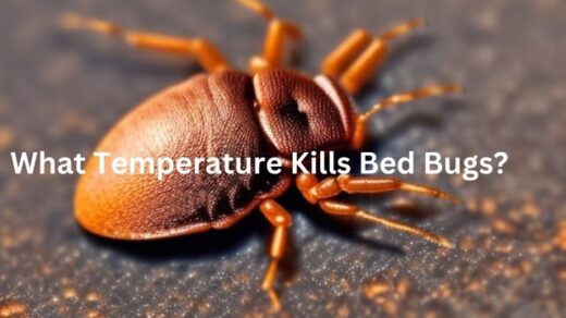 What-Temerature-Kills-Bed-Bugs
