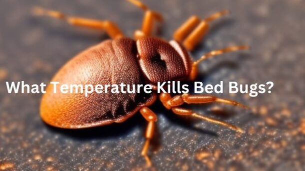 What-Temerature-Kills-Bed-Bugs