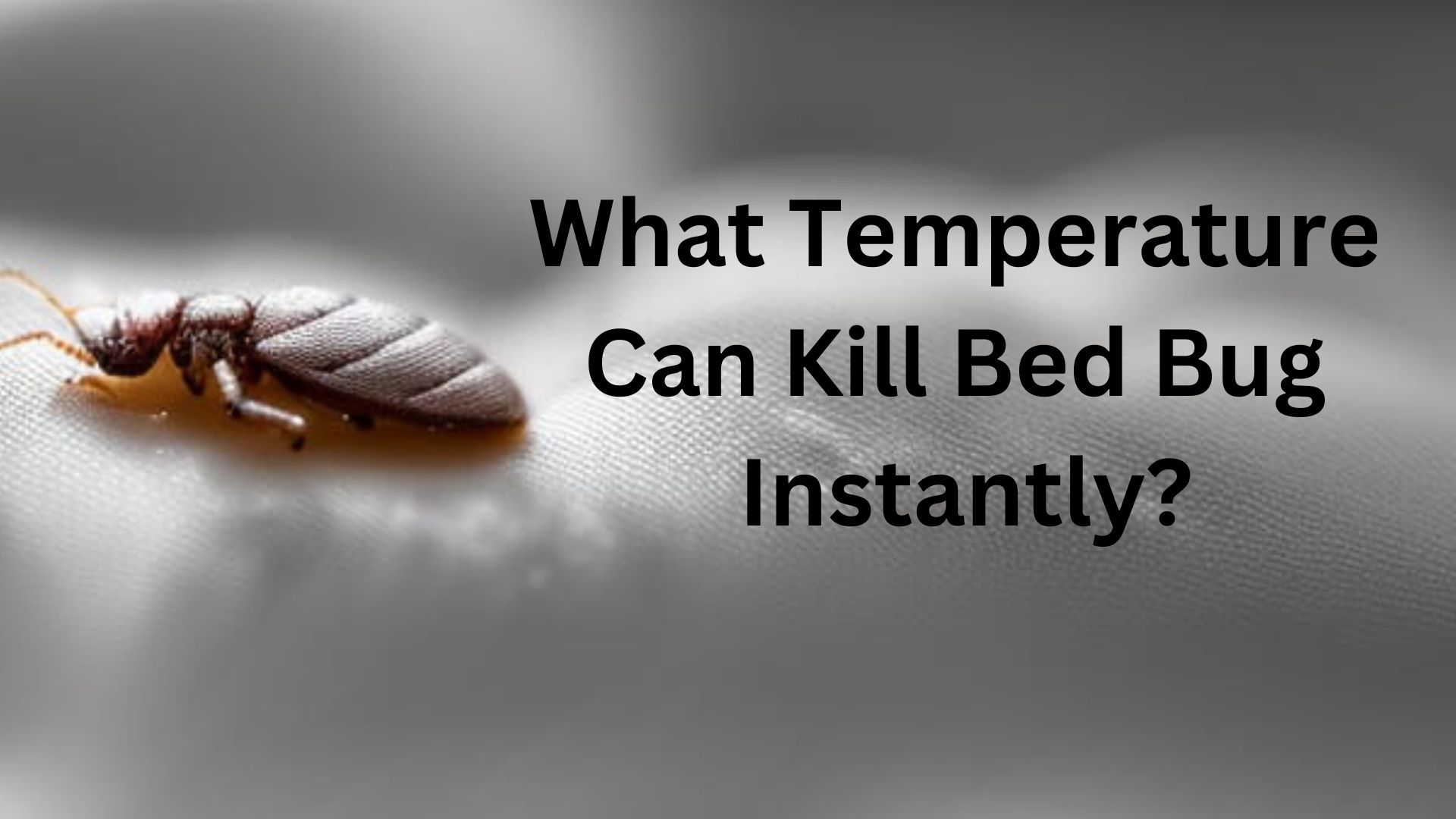 What Temperature Kills Bed Bugs Instantly?