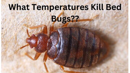 What-Temperature-will-Kill-Bed-Bugs
