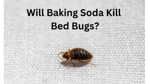 Will-Baking-Soda-Kill-Bed-Bugs