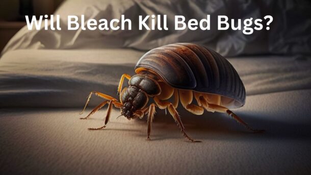 Will-Bleach-Kill-Bed-Bugs