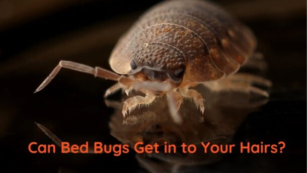 Can Bedbug Get in to Your Hair