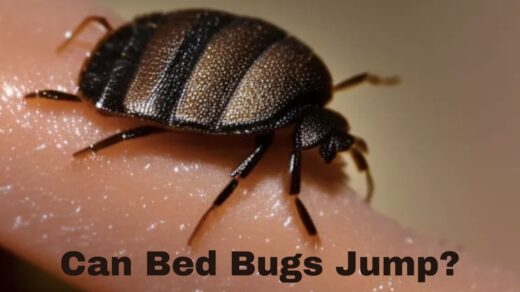 Can bed bugs jump