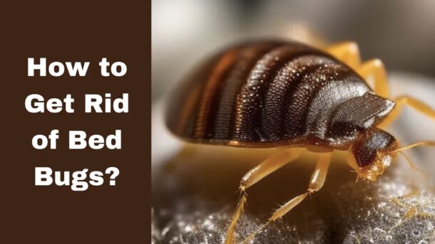 How to Get Rid of Bed Bugs