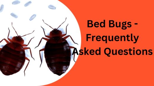 Bed-Bugs-Frequently-Asked-Questions