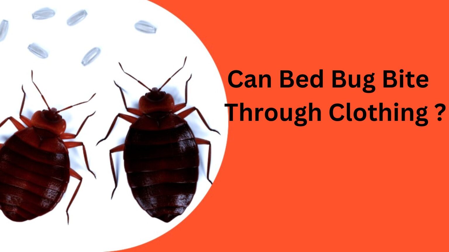 Can Bed Bugs Bite Through Clothing? Bed Bugs Hub