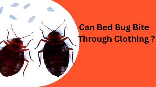 Can-Bed-Bug-Bite-Through-Clothing