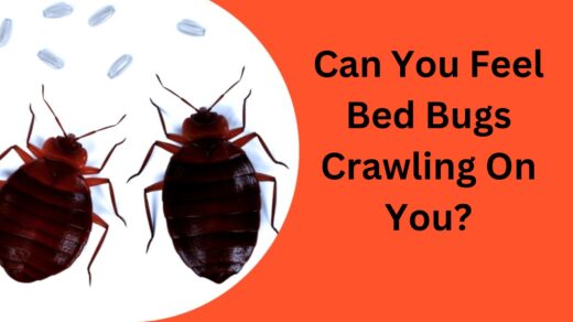 Can-You-Feel-Bed-Bugs-Crawling-On-You?