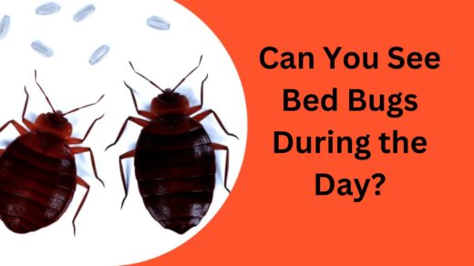 Can-You-See-Bed-Bug-During-The-Day