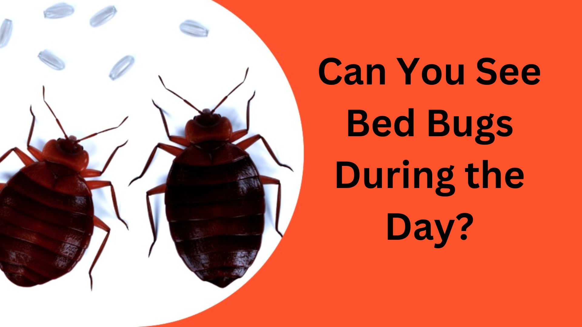 Can Bed Bugs Bite Through Clothing? - Bed Bugs Hub