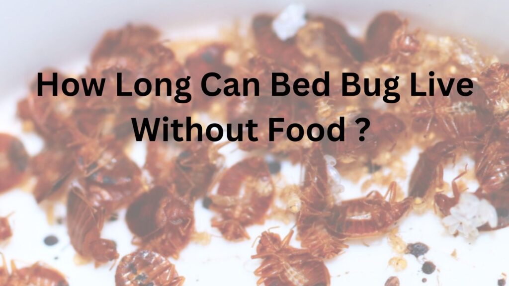 how-long-do-bed-bug-live-without-food-pest-phobia