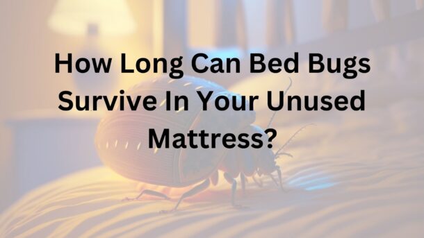 How-Long-Can-Bed-Bug-Survive