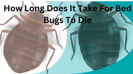 How-Long-Does-It-Take-Bed Bug-To-Die