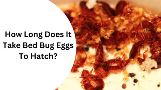 How-Long-Does-It-Take-Bed-Bug-to-Hatch?