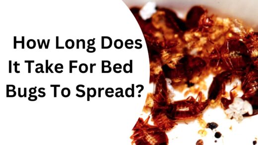 How-Long-Does-It-Take-Bed-Bug-to-Spread