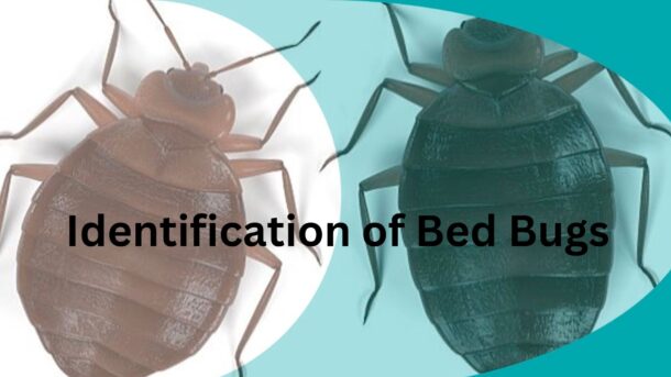 Identification-of-Bed-Bugs
