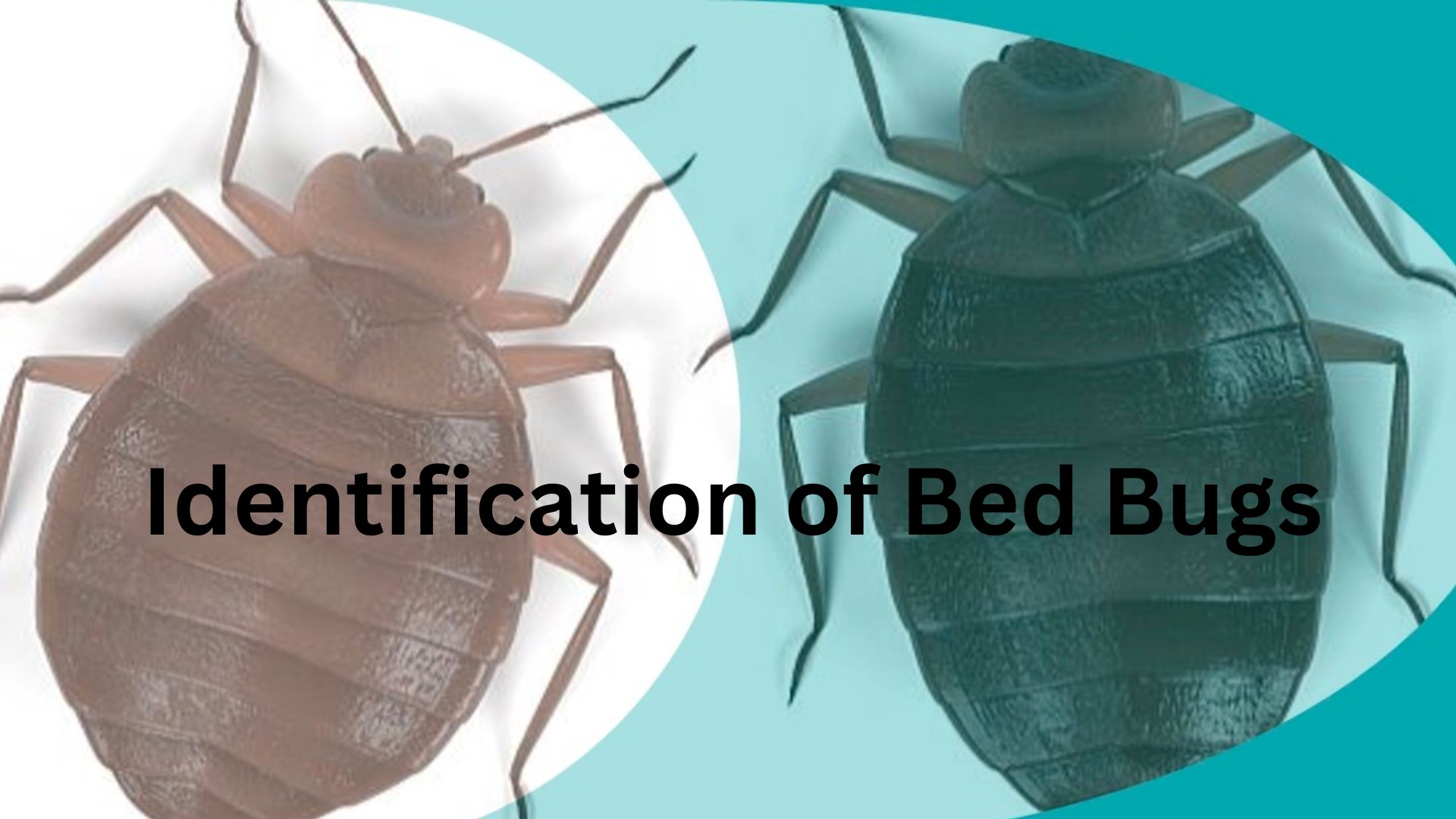 Don't Let Bed Bugs Bite: A Complete Guide To Identifying Bed Bugs - Bed ...