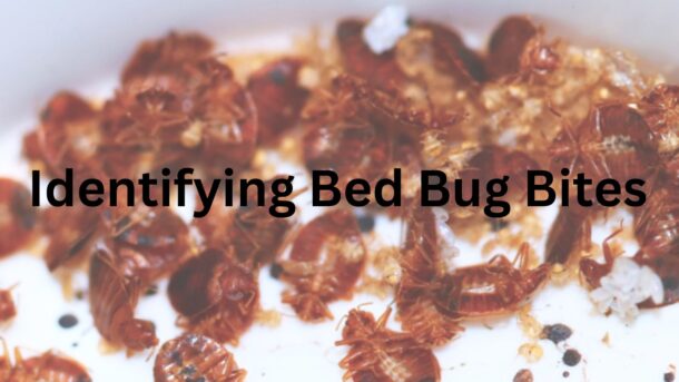 Identifying-Bed-Bug-Bites