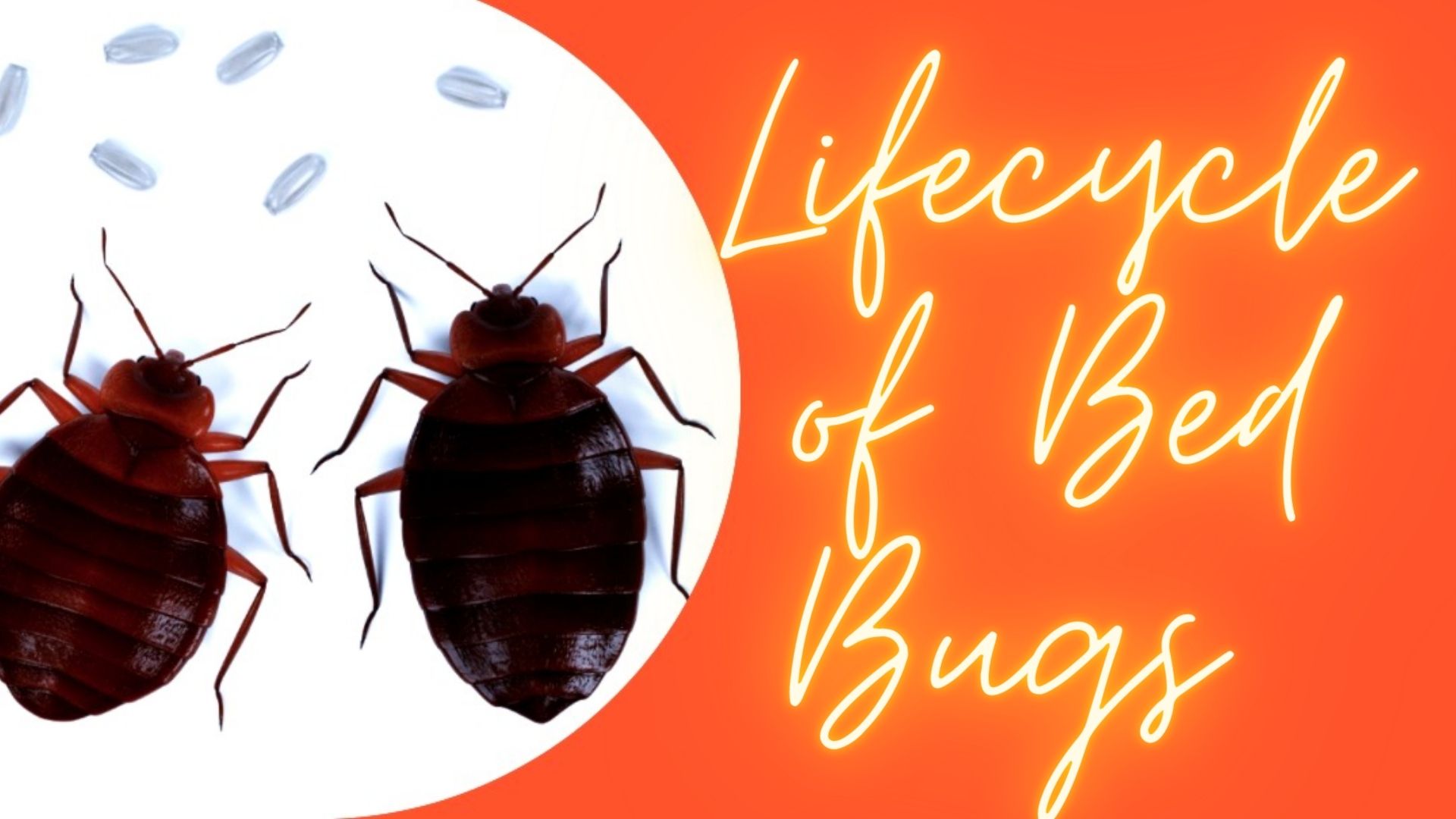 Lifecycle Of Bed Bugs 