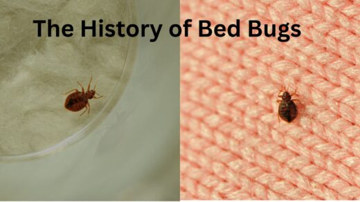 The-History-of-Bed-Bugs